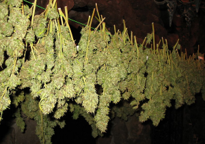 dried marijuana leaves