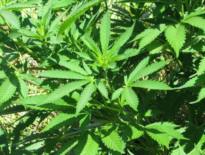 marijuana plant